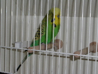 BS 2008079