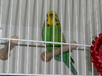 BS 2008259