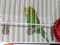 BS 2008260