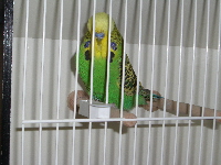 BS 2008262
