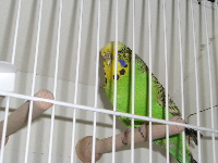 BS 2008306
