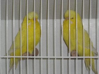 BS 2008327