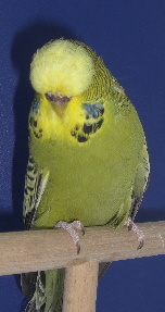 CIMG6912