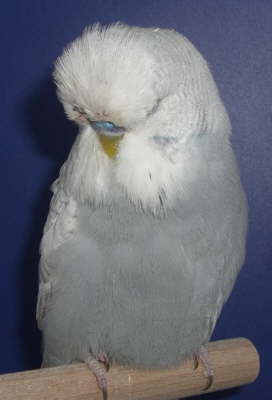 Hahn Spangle grau