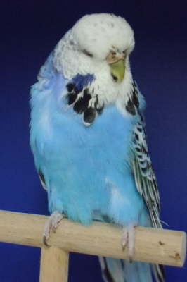 Henne Opalin Hellblau 