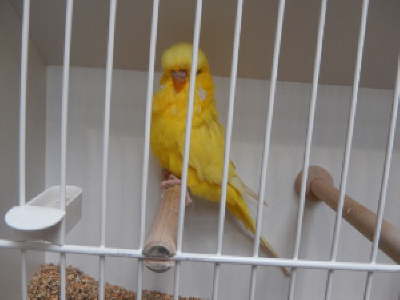 Lutino Hahn