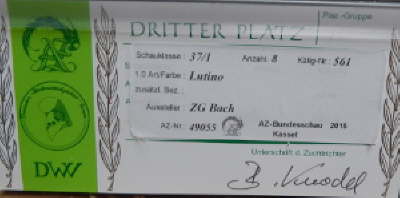 Lutino Hahn_1